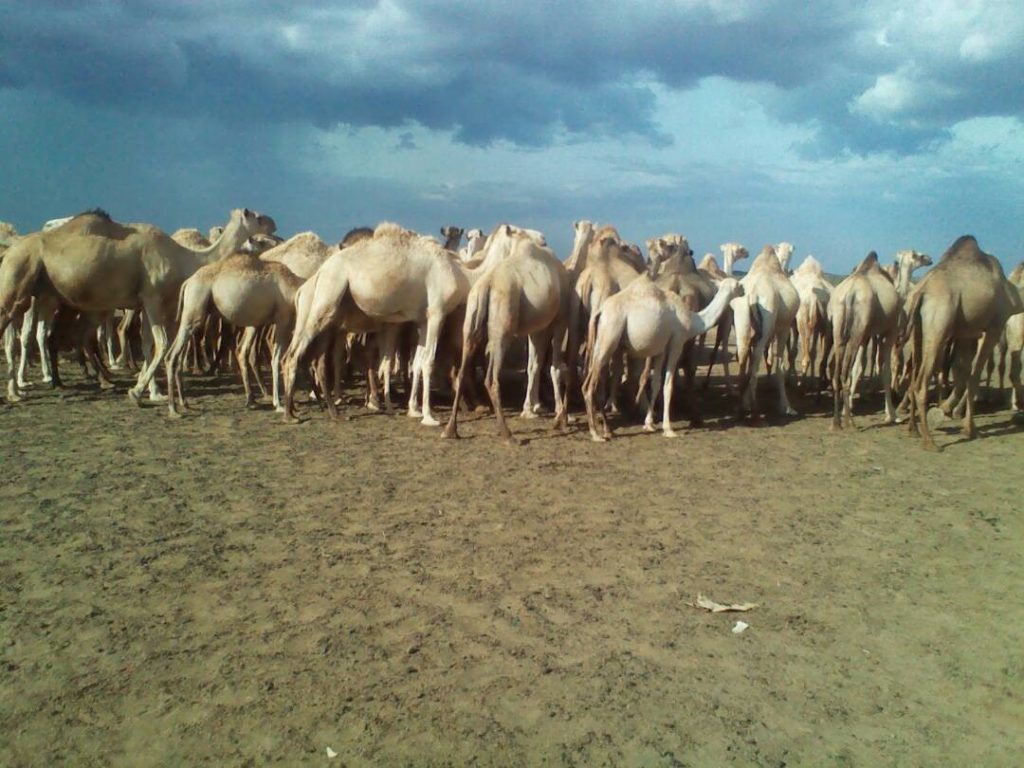 Chalbi_Camel