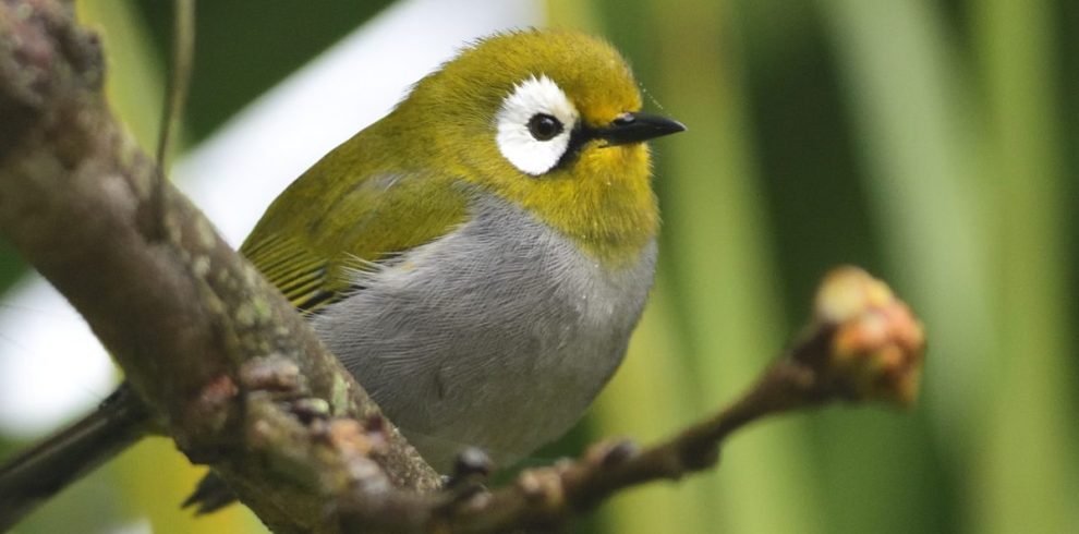 White-eye-1200×630